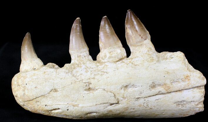 Awesome Mosasaur (Prognathodon) Jaw Section - #23439